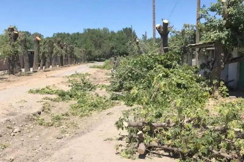 «Вырубку» деревьев в районе аэропорта прокомментировали в акимате Алматы