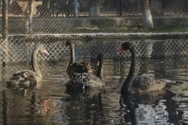 В Северной Корее стали есть мясо черных лебедей