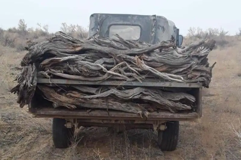 Краснокнижный саксаул перевозил житель Жамбылской области