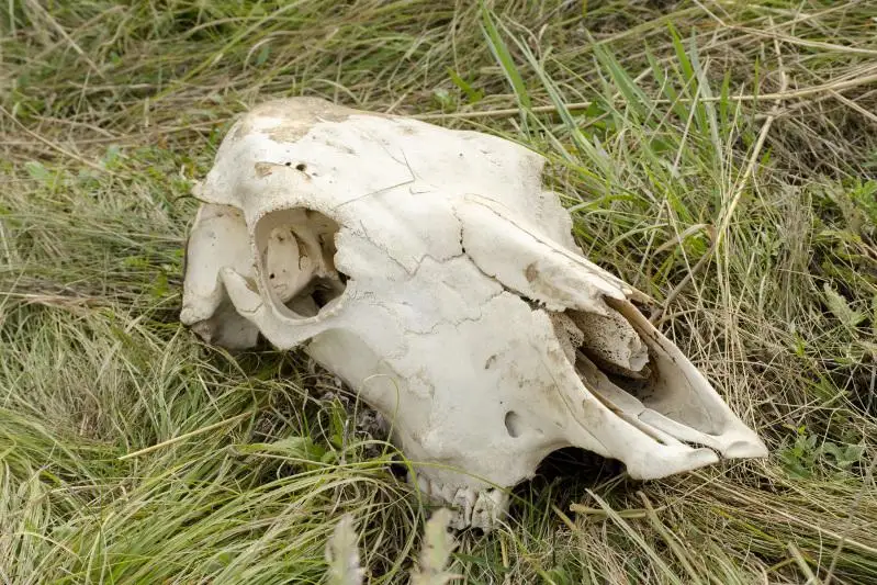 Не выделять бюджетные средства на скотомогильники предлагают в СКО