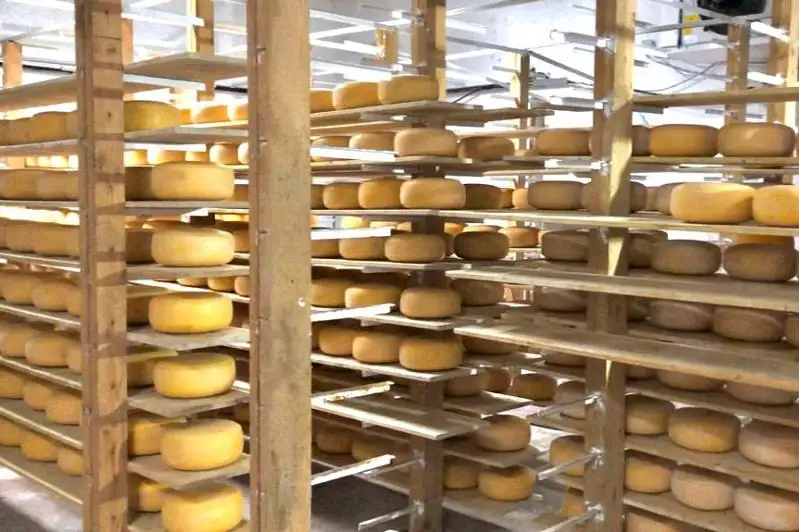 Сыр по голландской технологии производят в Акмолинской области