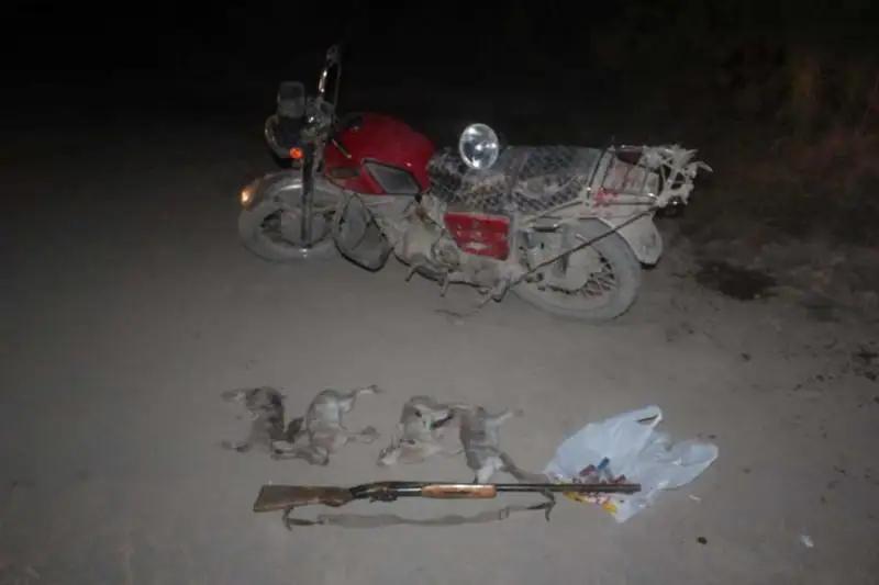 Браконьеры охотились на зайцев в Кызылординской области