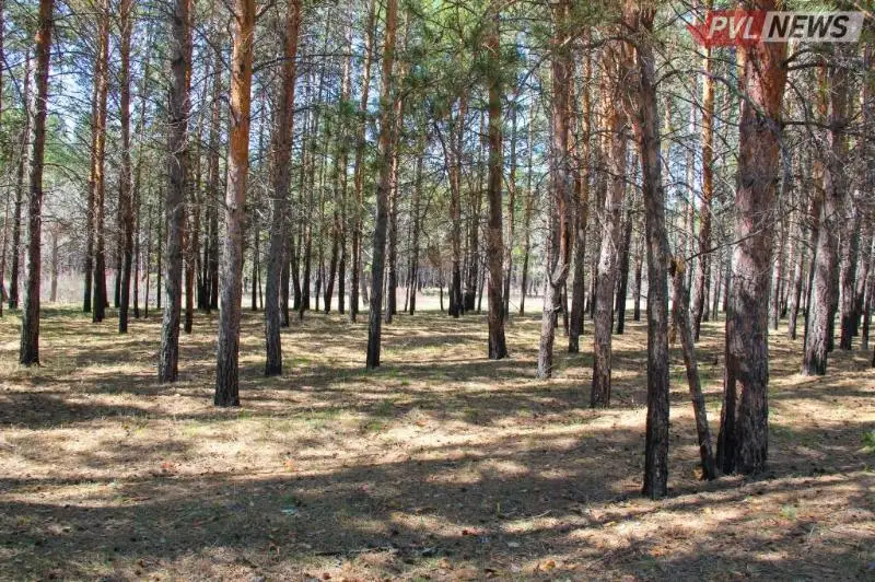 Aǵashty zańsyz keskender ormanshylardyń ózderi bolyp shyqty - Pavlodar oblysy