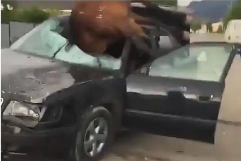 Водитель сбил лошадь в Алматинской области