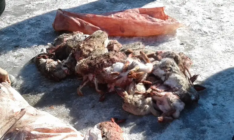 Қызылордада қарақұйрық аулаған браконьерлер қолға түсті