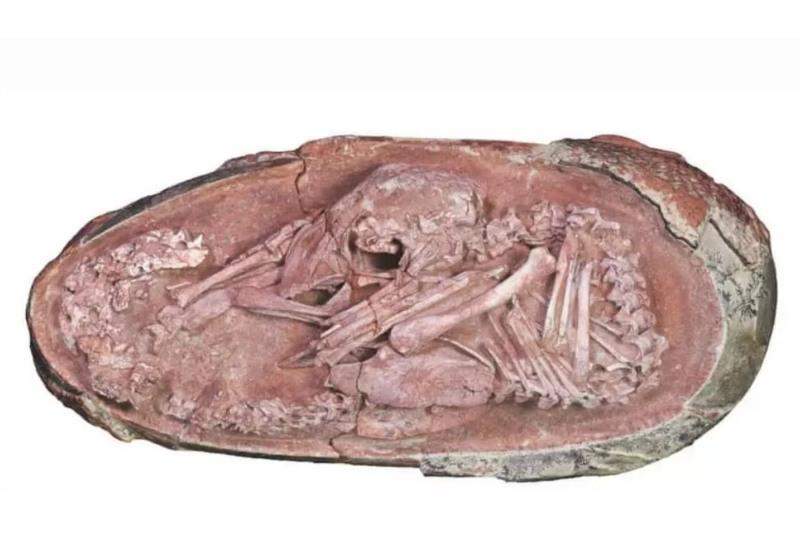 Жыртқыштардың жынысы