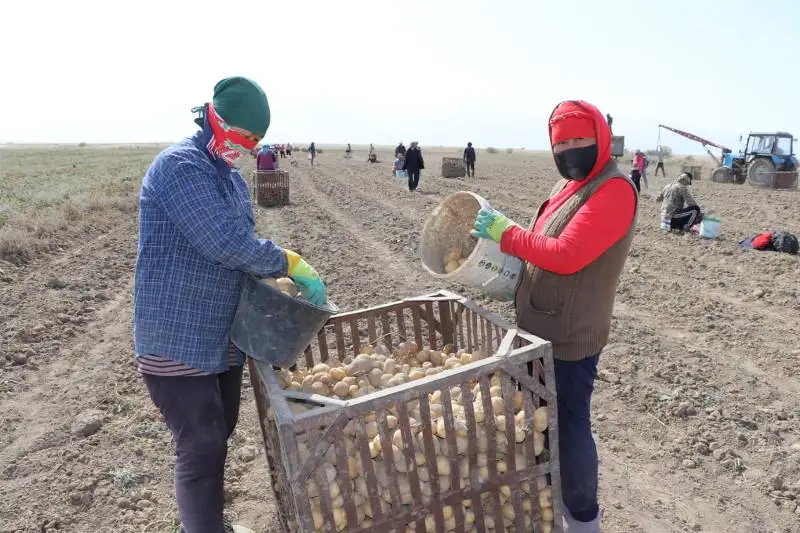 90% выращенного картофеля собрали жамбылские аграрии