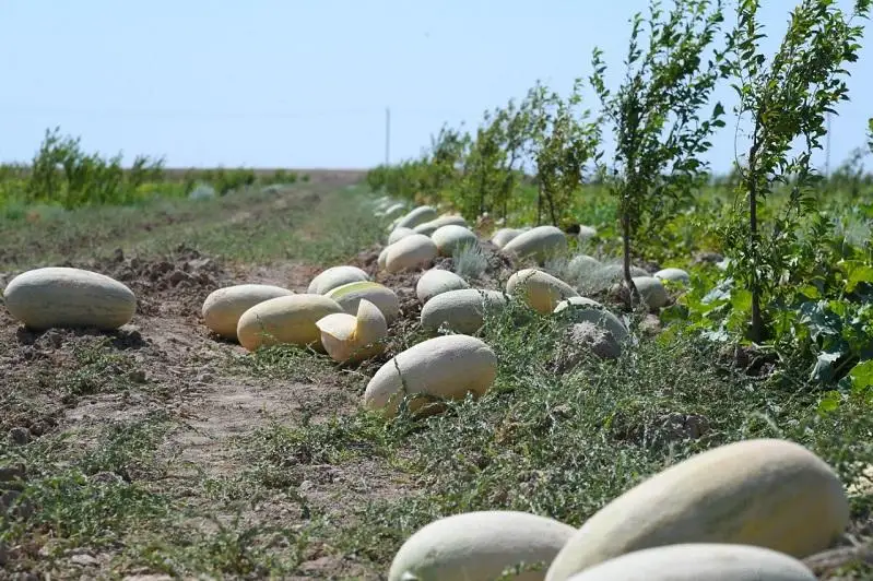 Первый урожай бахчевых собрали в  «зеленом поясе» Туркестана