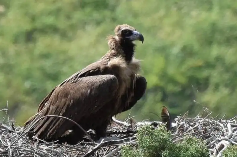 Как живут редкие черные грифы, рассказал жамбылский любитель-орнитолог