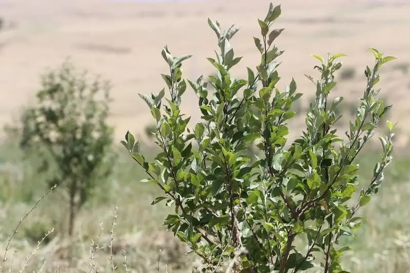 Туркестанский предприниматель выращивает алматинский апорт в горах