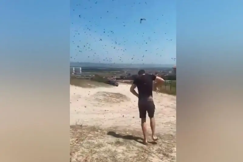 Божьи коровки атаковали курортный город в России