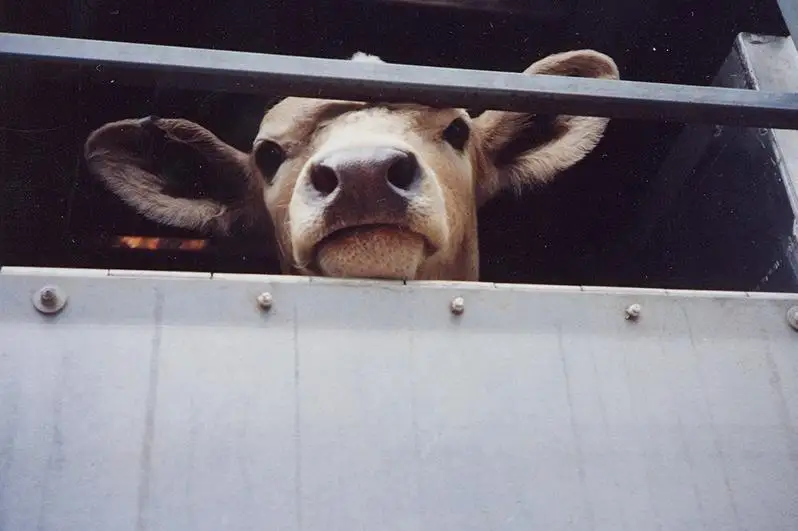 Похитившая скот на 25 млн тенге преступная группа наказана в Сарыагаше