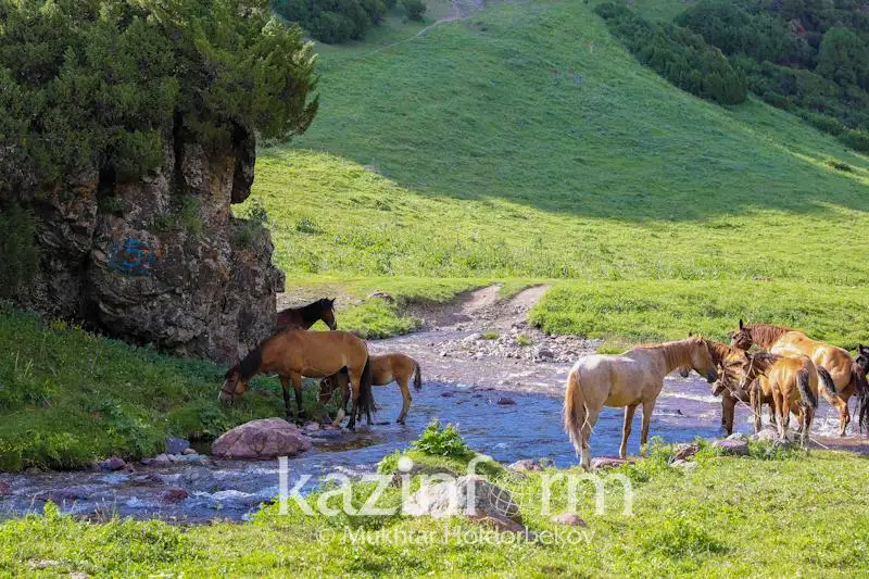 Около 600 павлодарцев наказали за нарушение правил выпаса скота