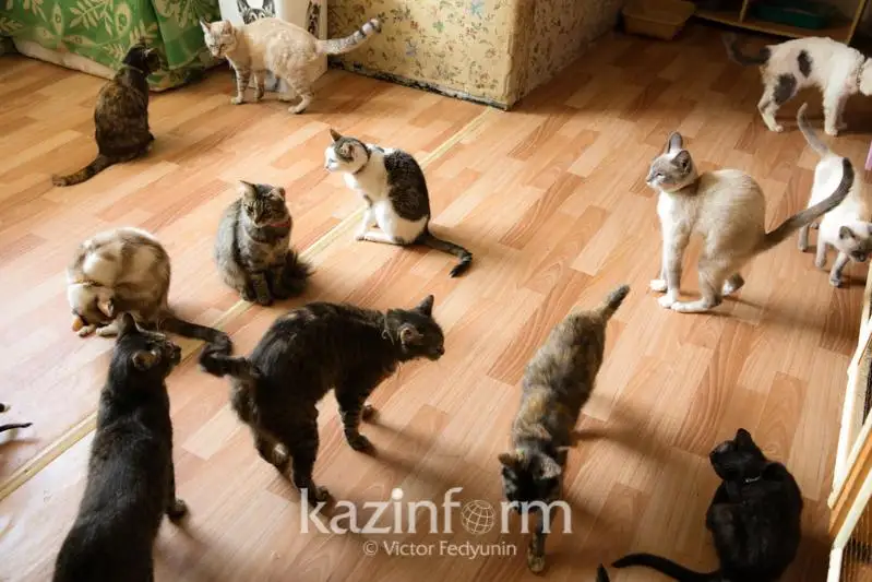 Жительница Алматы держала дома 30 кошек