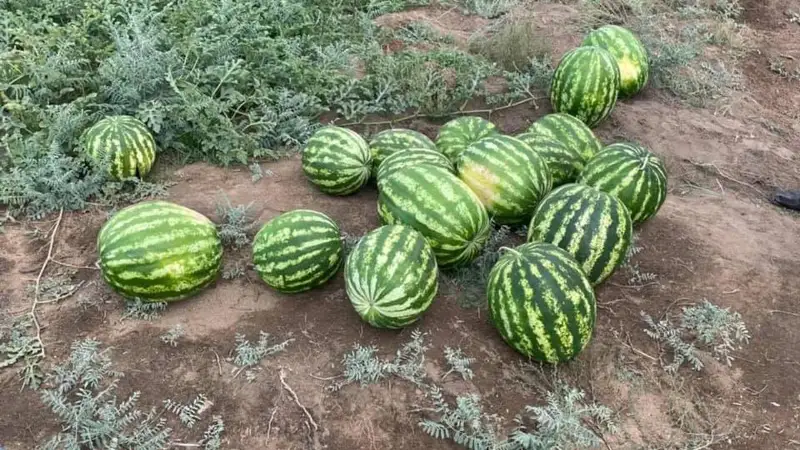 Jańaarqalyq dıqan jergilikti halyqty qarbyzben qamtamasyz etip otyr