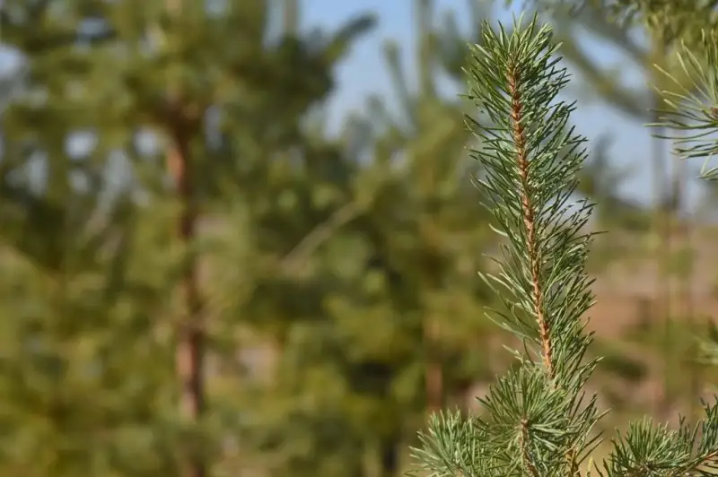 30 млн саженцев высадят к 30-летию Независимости в Туркестанской области