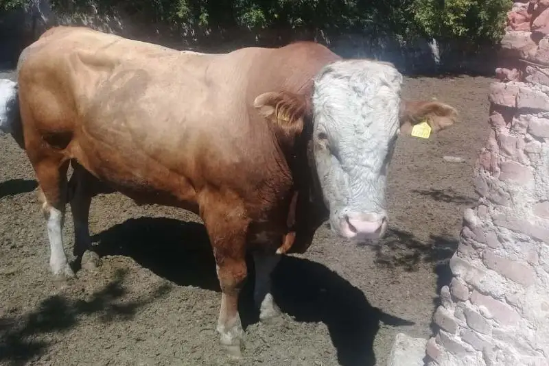 Бык убил 67-летнего рыбака в СКО