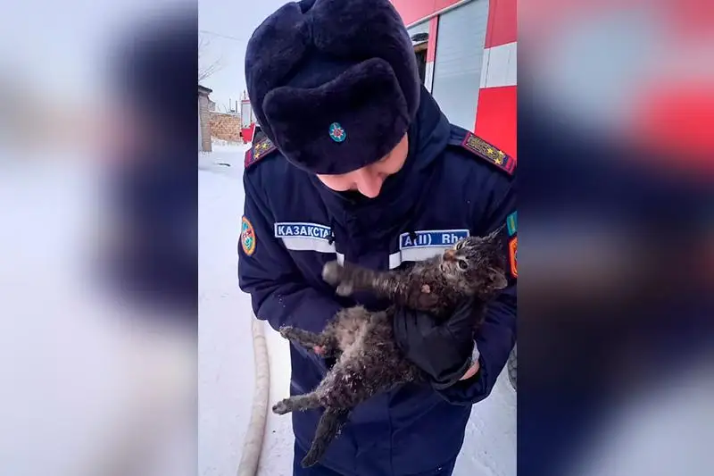 Задохнувшуюся при пожаре кошку реанимировали спасатели в Актобе