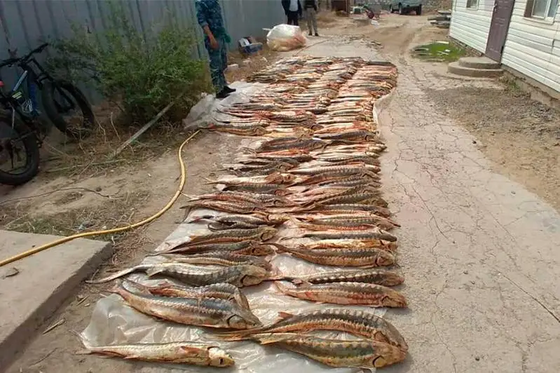 Тонну осетра изъяли у браконьеров в Атырауской области