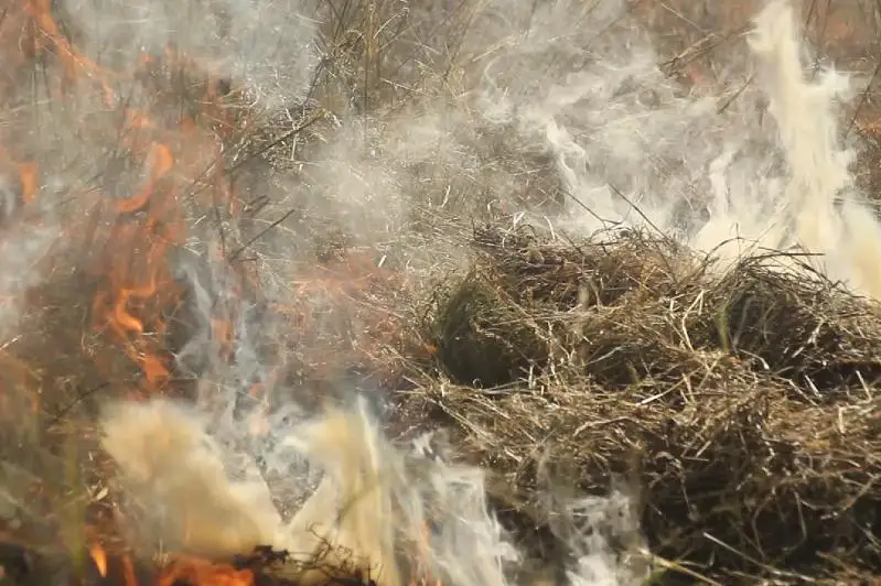Более 920 тонн сена сгорело в этом году в ВКО