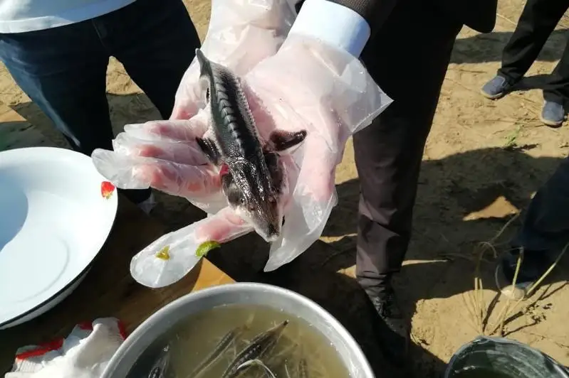 205 тысяч мальков осетровых выпустили в реку Урал