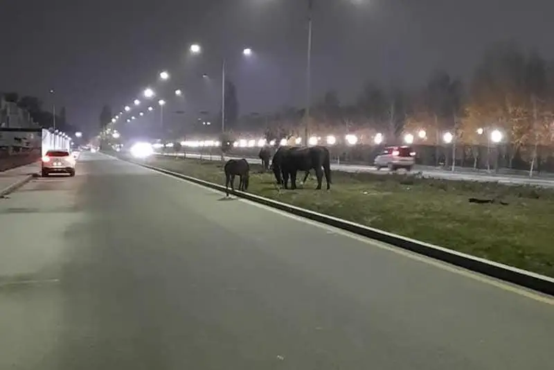 Хозяина разгуливающих по улицам лошадей наказали в Алматы