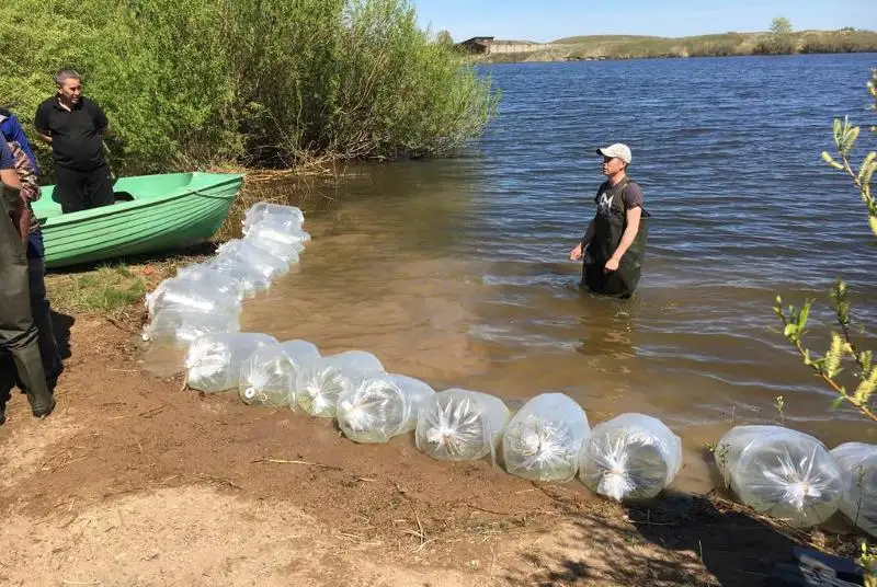 На Кояндинском водохранилище проведены мероприятия по зарыблению