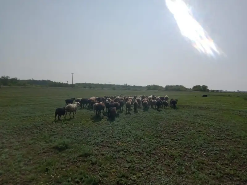 100 овец пропали у сельчанина в Акмолинской области