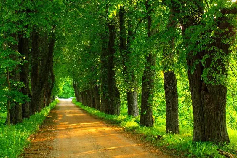 Инвентарный номер присвоят каждому дереву в СКО