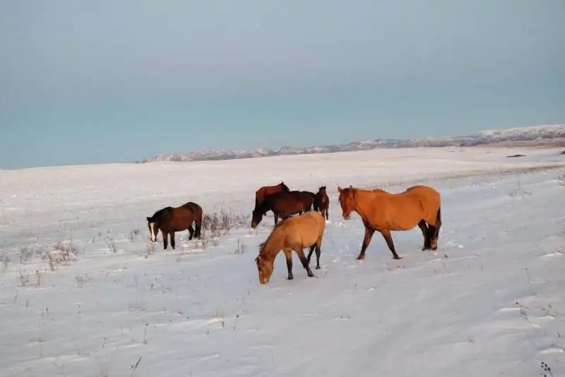 Пропавший табун лошадей вернули жителю ВКО