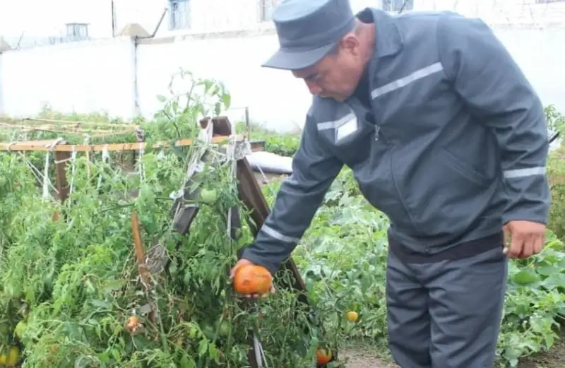Осужденный развел огород в акмолинской колонии