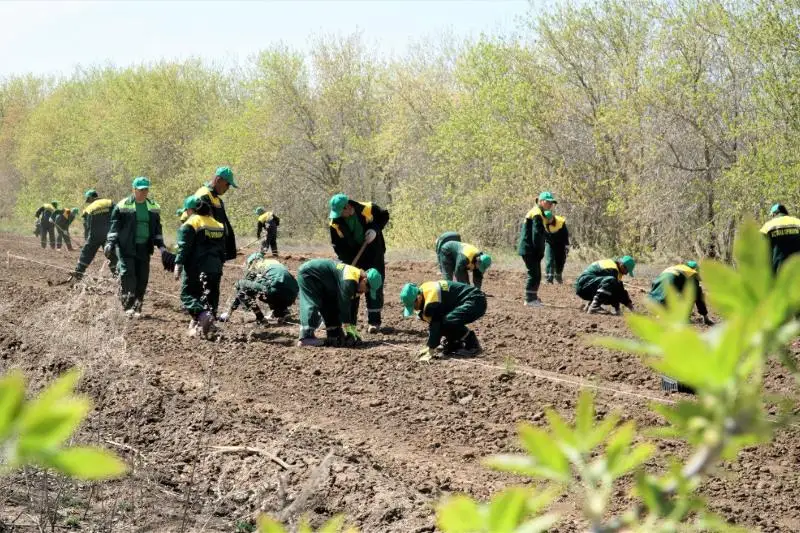 Около 900 тысяч сеянцев посадят в этом году вокруг столицы
