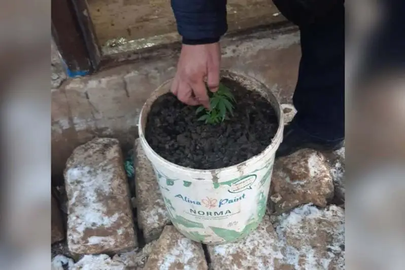 Атырау облысының тұрғыны пластик ыдыста есірткі өсірген
