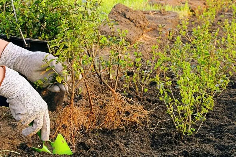 Площадь лесных питомников увеличат в Казахстане