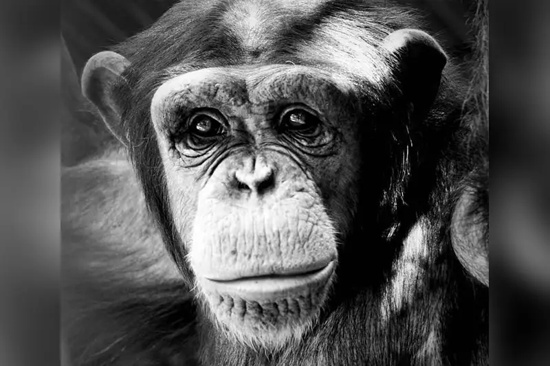 Обезьяна-предсказательница умерла в зоопарке Алматы