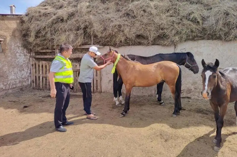 600 актюбинцев нарушили правила выпаса скота