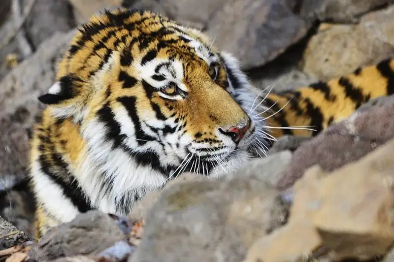 Амурский тигр напал на человека в Хабаровском крае
