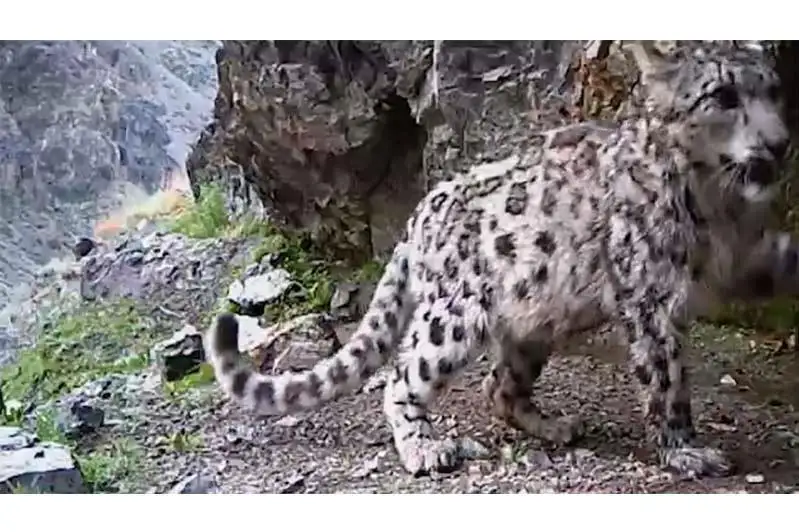 Снежный барс попал в объектив фотоловушек в нацпарке «Алтын-Эмель»