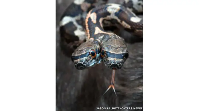 Күйеуі мен әйелі пәтерде жыныстық қатынасқа түсуде