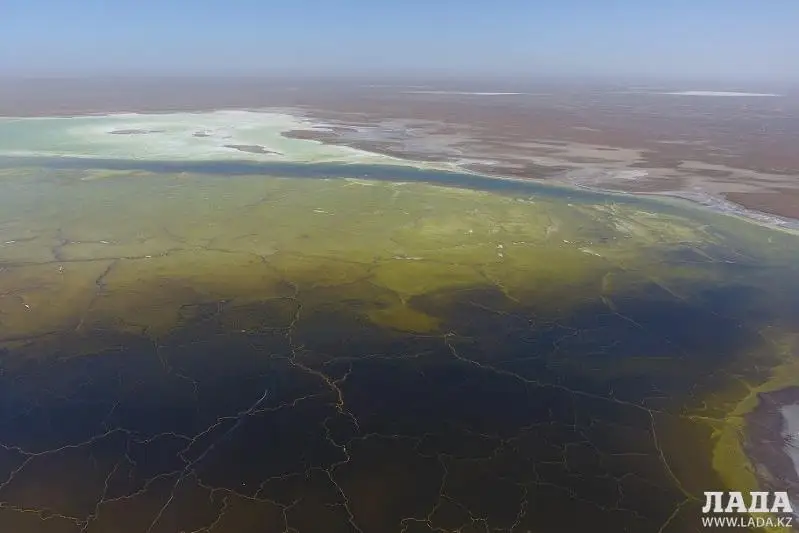 Чёрный саксаул планируют высадить вокруг хвостохранилища Кошкар-Ата в Мангистау