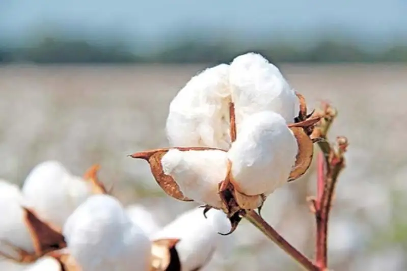 В Жетысае начался сбор хлопка