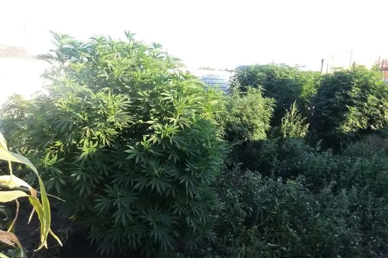 Свыше 90 кг конопли изъяли у жителя Костанайской области