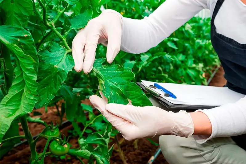 Свыше шести тысяч  нарушений в области карантина растений выявил Минсельхоз