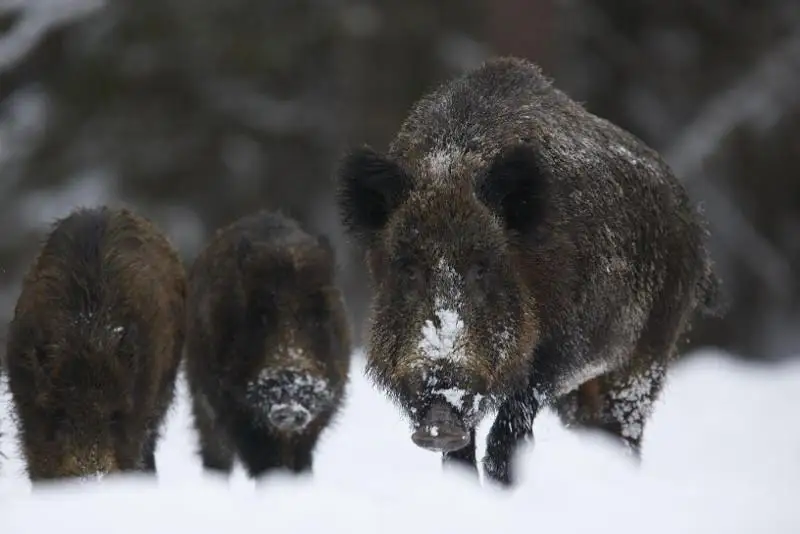 Лесники встретились с девятью кабанами в павлодарской пойме Иртыша