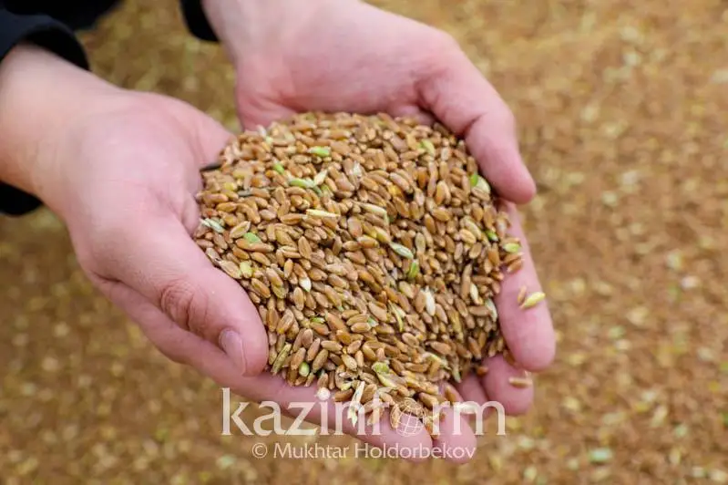 Qazaqstan aýmaǵynda mal azyǵyn daıyndaý kólemi qandaı