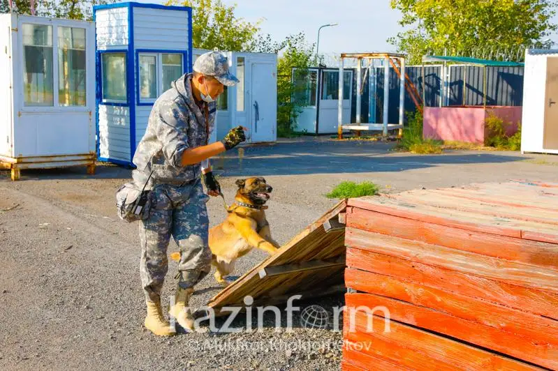 Один день с Тимкой: Кинолог столичного аэропорта рассказал о работе с четвероногим другом