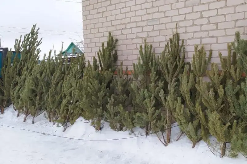 Места продажи елок проверяют полицейские СКО