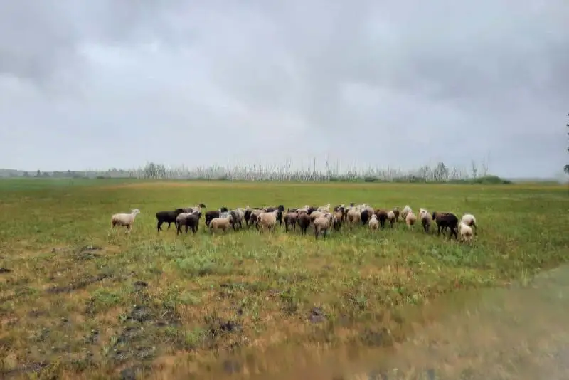 Скот на 3 млн тенге вернули сельчанину в СКО