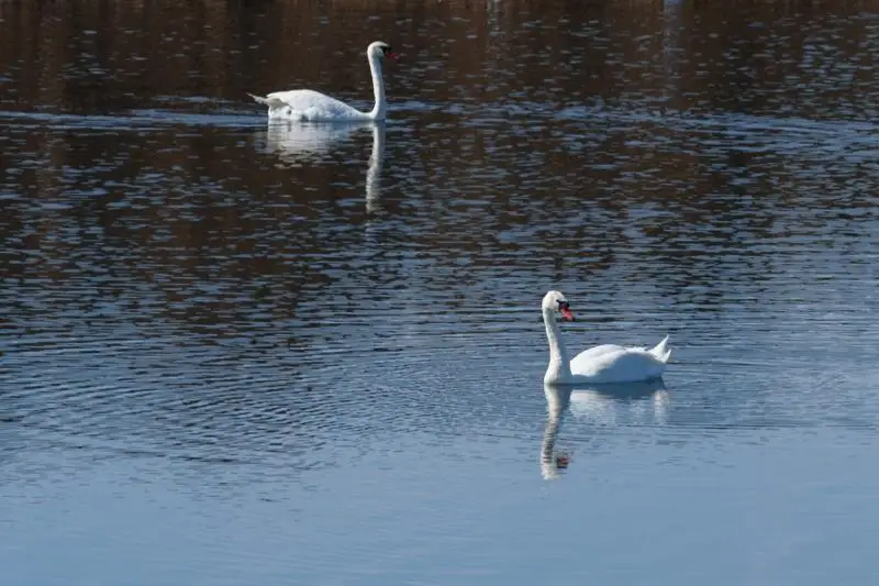 О фауне и флоре озера Талдыколь рассказал эксперт