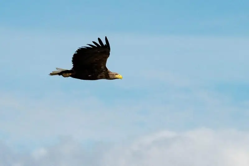 В Атырауской области идет миграция миллионов перелетных птиц